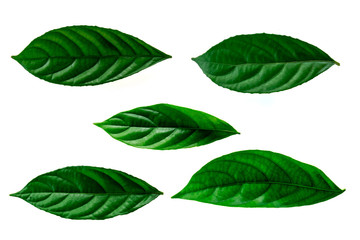 Leaves in the garden on white background. Debris after being eaten by worms. The furrows on the...