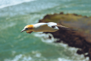 Australasian gannet in flight, New Zealand 