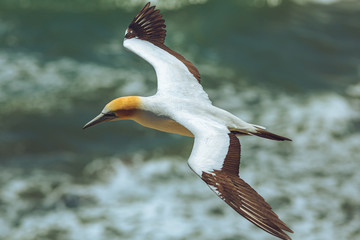 Australasian Gannet - Maori Bay, New Zealand 