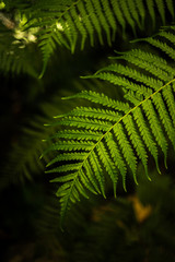 fern in forest