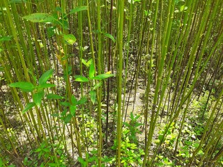Obraz premium Jute plant in the field. Jute cultivation in Assam in India 