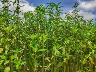 Green jute plant in the field. Jute cultivation in Assam in India 