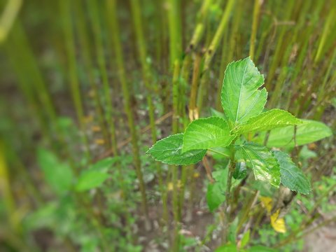 Green Jute Plant Leaves. Jute Cultivation In Assam In India.