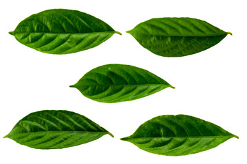 Leaves in the garden on white background. Debris after being eaten by worms. The furrows on the leaves occur naturally.