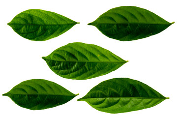 Leaves in the garden on white background. Debris after being eaten by worms. The furrows on the leaves occur naturally.