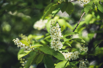 Blooming bird cherry tree in the garden. Selective focus.