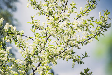 Blooming bird cherry tree in the garden. Selective focus.