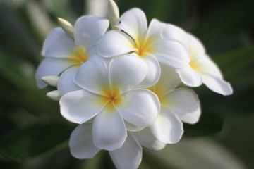 close up  plumeria   flower