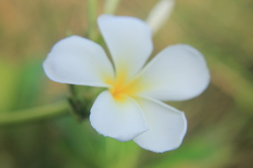 white flower on green background
