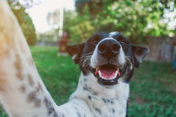 The dog is taking a selfie. It makes the face very funny.