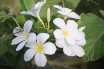Obraz na płótnie Canvas close up plumeria flower