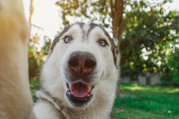 The dog is taking a selfie. It makes the face very funny.