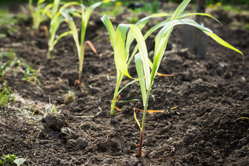 Corn plants on the field. Selective focus.