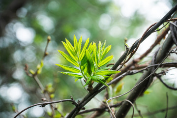 Rowan leaves close-up on the tree branch. Selective focus. Shallow depth of field.