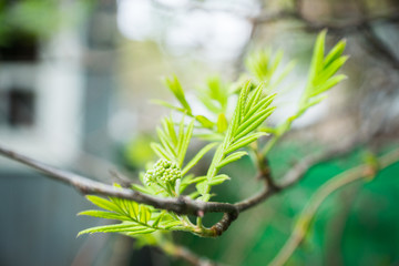 Rowan leaves close-up on the tree branch. Selective focus. Shallow depth of field.