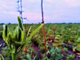 young plants in the field