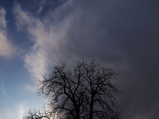 Fototapeta na wymiar tree in the sky - Lilleaker 