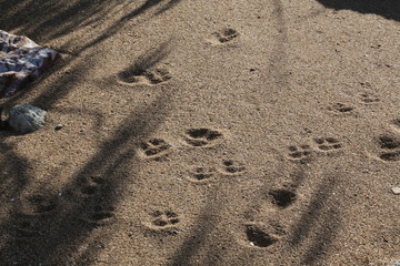 Dingo paw prints on a remote beach in Queensland Australia