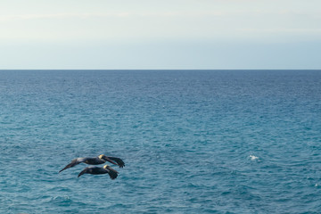 Two pelicans fly against the background of bright blue water. Atlantic ocean. Varadero, Cuba 