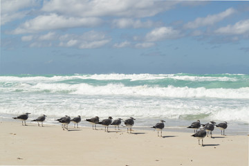 flock of seagulls on beach. Atlantic ocean 