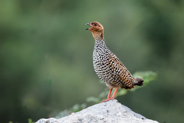Painted Francolin