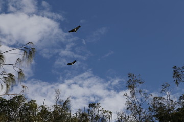 White-bellied sea eagle in Queensland Australia