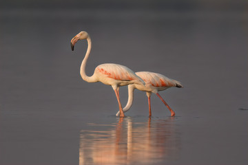 Greater Flamigo
