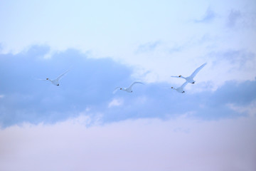 北海道の白鳥