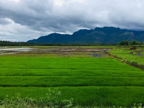 8 BEST Tenkasi IMAGES, STOCK PHOTOS & VECTORS  Adobe Stock