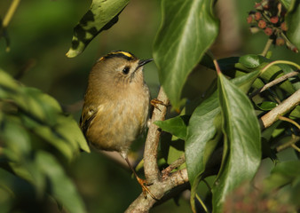 A tiny Goldcrest, Regulus regulus, hunting for insects to eat amongst ivy leaves.