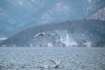 屈斜路湖の白鳥