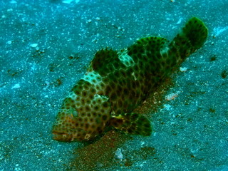 The amazing and mysterious underwater world of Indonesia, North Sulawesi, Manado, sea bass