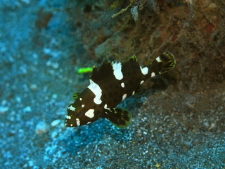 The amazing and mysterious underwater world of Indonesia, North Sulawesi, Manado, sea bass