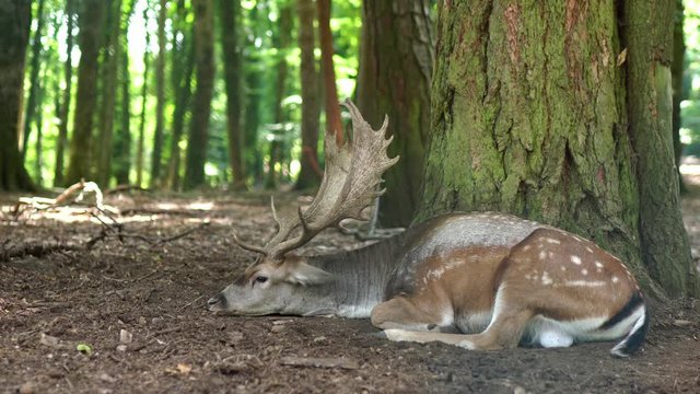Deer resting peacefully in the forrest