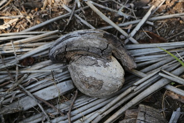 Decomposing coconut in Queensland Australia 