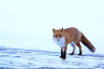 雪上のキタキツネ	