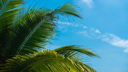 Fototapeta premium Coconut palm tree branches against the clear blue sky