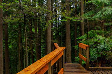 Wooden stairs and pathway through the pine trees in the Lynn Canyon Park forest in Vancouver, Canada