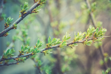 Sea buckthorn branch with new green leaves. Selective focus. Shallow depth of field.