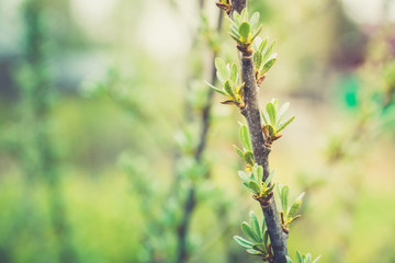Sea buckthorn branch with new green leaves. Selective focus. Shallow depth of field.