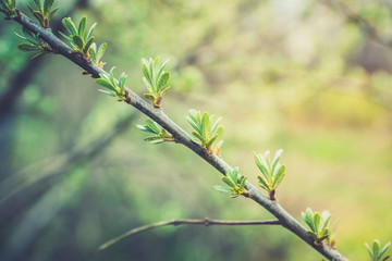 Sea buckthorn branch with new green leaves. Selective focus. Shallow depth of field.