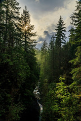 Sosny na zboczu góry w lesie Lynn Canyon Park z zachodzącym słońcem w pochmurny dzień w Vancouver w Kanadzie