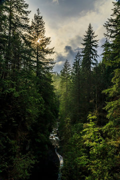 Pine trees on a mountainside in Lynn Canyon Park forest with the sun peeking through on a cloudy day in Vancouver Canada