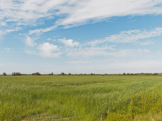 Fototapeta premium Sous le ciel bleu du parc naturel régional de Camargue. Pâturage entre marais et roselières