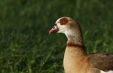 A head shot of an Egyptian Goose, Alopochen aegyptiaca, feeding in a field in the UK.