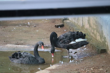 Birds and animals in wildlife concept. Amazing mallard duck(goose) swims in lake or river with blue water under sunlight landscape. Closeup perspective of funny duck.