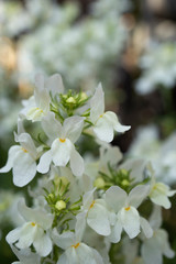 背景をぼかして白いリナリアをクローアップ／Linaria