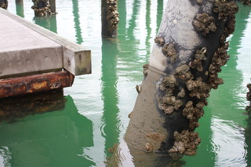 Bio fouling, jetty in Auckland, New Zealand