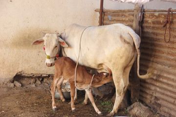Indian cow with baby cow standing on ground 