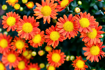 top view small yellow and orange colors chrysanthemum flowers